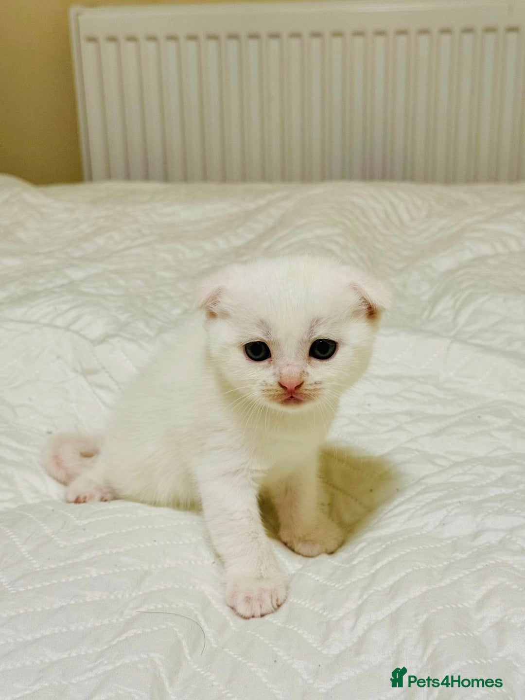 Scottish Fold cats for sale: Scottish Fold & Straight Kittens for Sale - Image 4