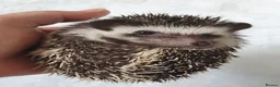 Pygmy Hedgehog rodents for sale: Full pedigree African pygmy hedgehog babies  - Advert 7