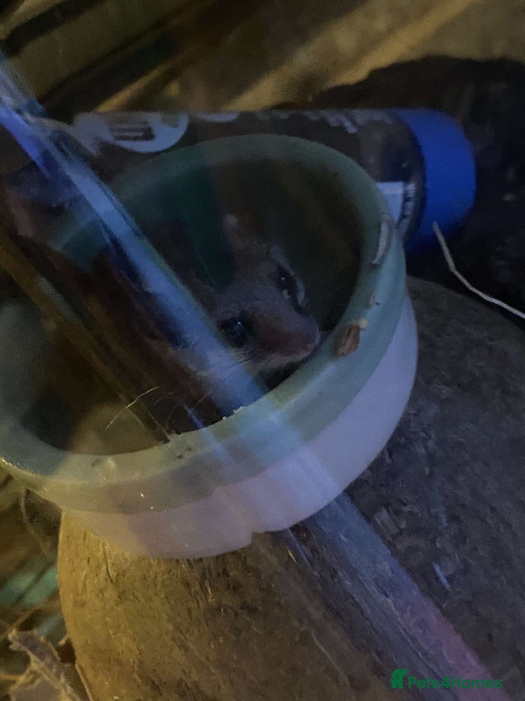 Mouse rodents for sale: 2 x African Pygmy Dormice - Image 1