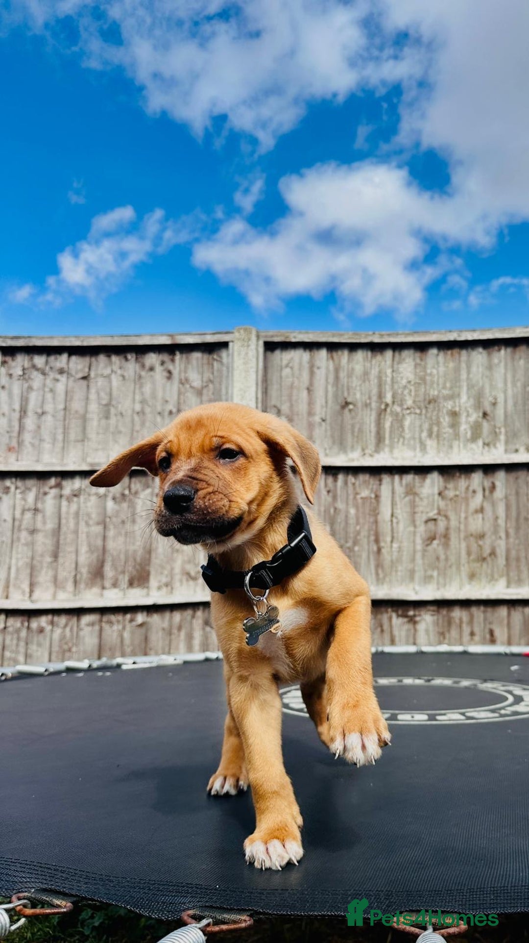 Mixed Breed dogs for sale: Staffy×Serbian Defence Male Puppy – Ready Now - Image 12