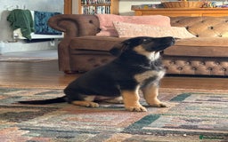 German Shepherd dogs for sale: German Shepard Female Puppy. - Image 4