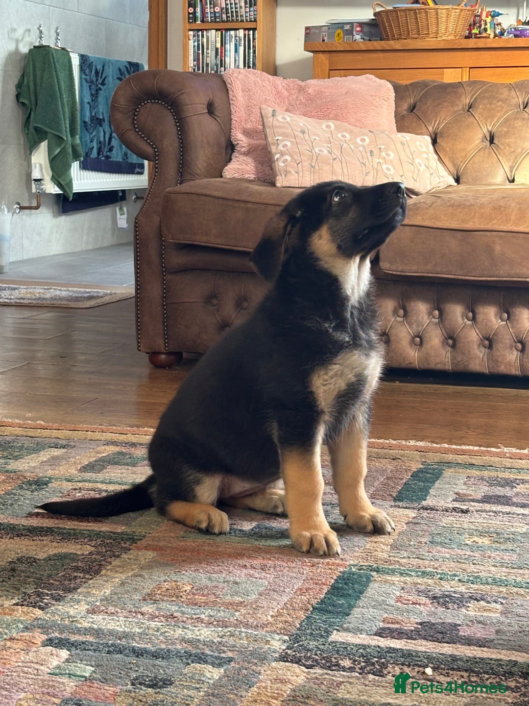 German Shepherd dogs for sale: German Shepard Female Puppy. - Image 4