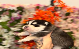 Pomsky dogs for sale: Lilac sired F2 masked Pomsky blue eyes  - Image 5