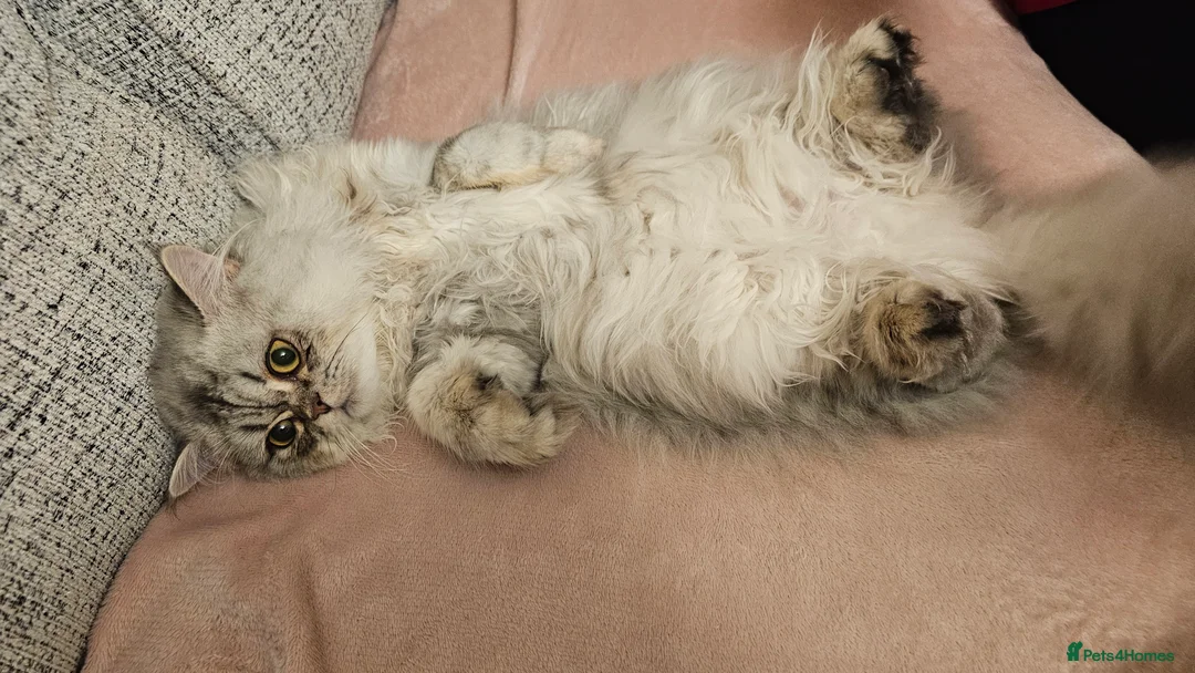 Persian cats for sale: Persian Chinchilla  - Advert 4