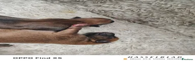 Mixed Breed 4