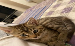 Turkish Angora cats for sale: Stunning Turkish Angora Kittens – Ready Now! 🐾 - Image 17