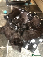 Mixed Breed cats - Advert 3