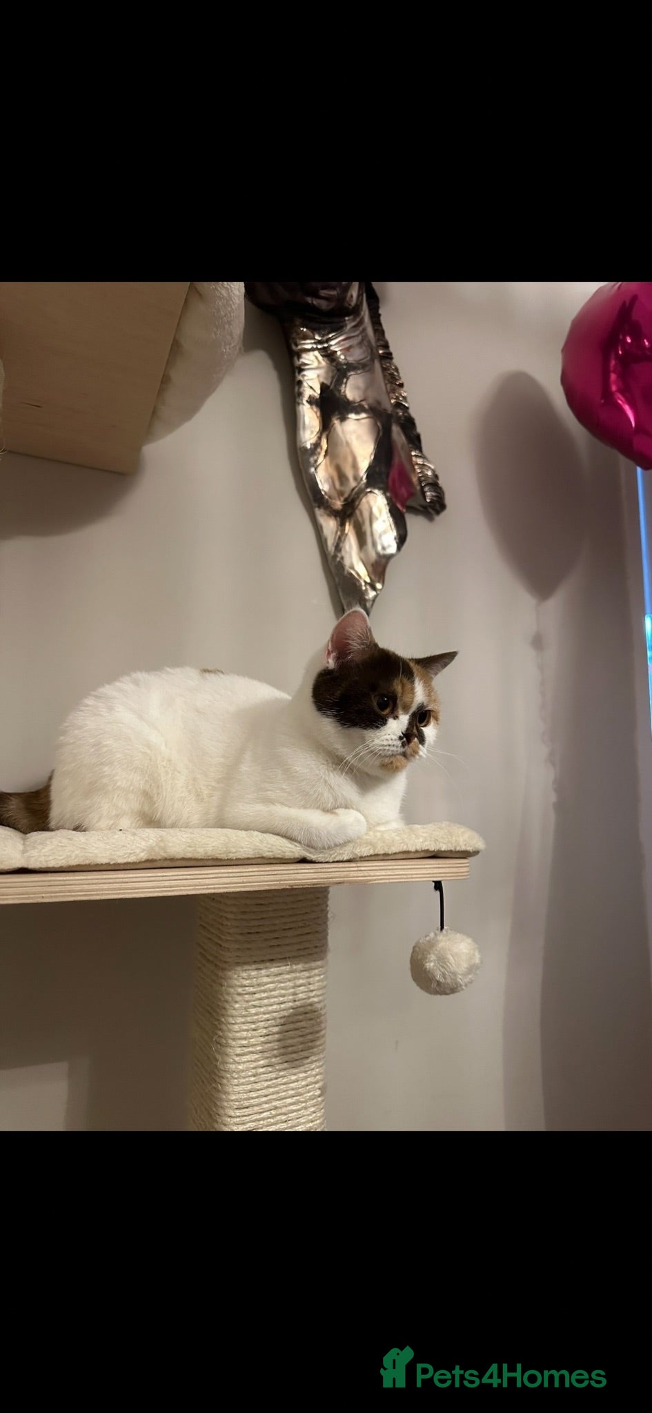 British Shorthair cats 🐻British Short Hair TICA REG READY NOW🐻 - Advert 2