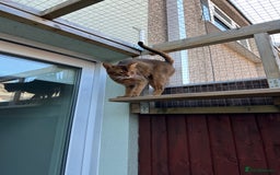 Abyssinian cats for stud: Champion line Aby boy for stud in Romford - Image 36