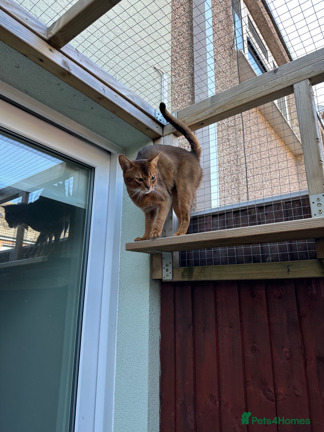 Abyssinian cats for stud: Champion line Aby boy for stud in Romford - Image 36