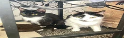 Mixed Breed cats for sale: Kitten  - Advert 2