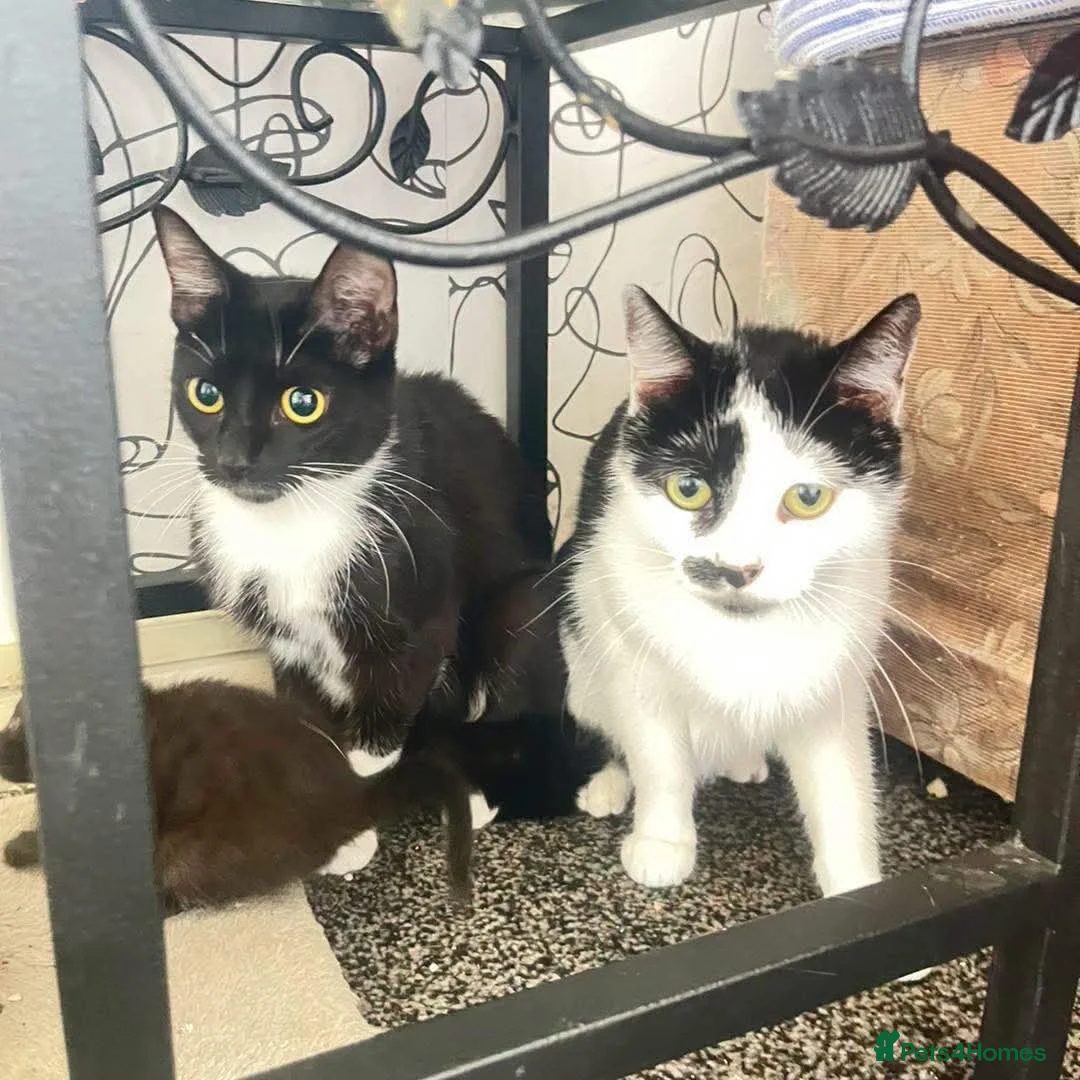 Mixed Breed cats for sale: Kitten  - Advert 2
