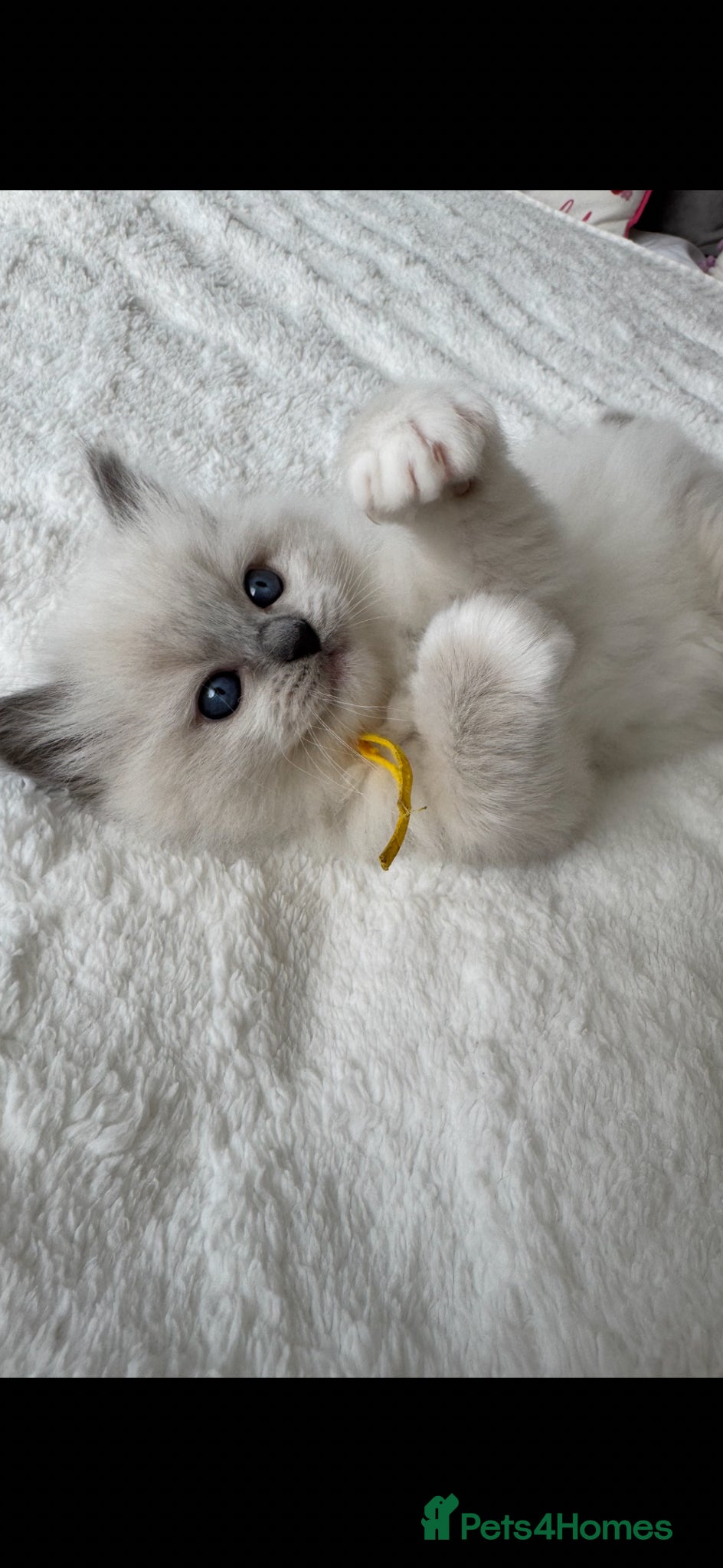 Ragdoll cats 🏆Gccf stunning ragdoll kittens (GRCH PARENTS 🥇) - Advert 1