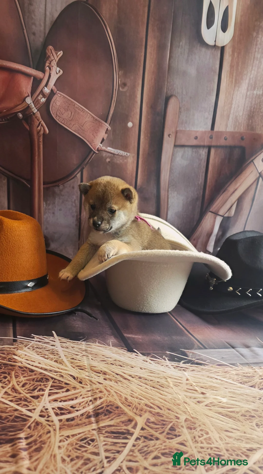 Japanese Shiba Inu dogs for sale: Outstanding Japanese Shiba Inu - Advert 21