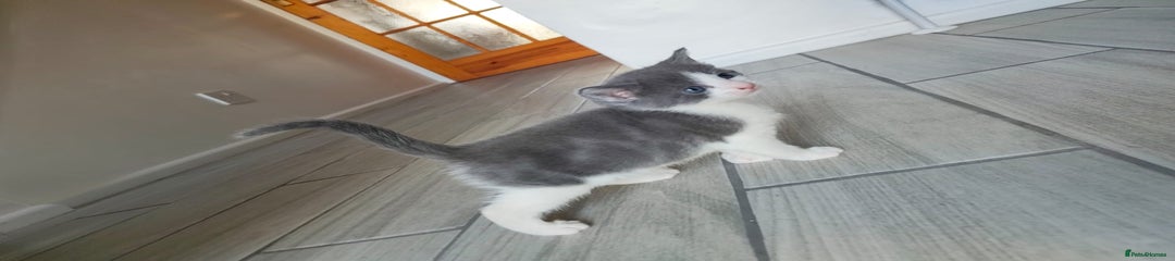 Mixed Breed Kitten 4