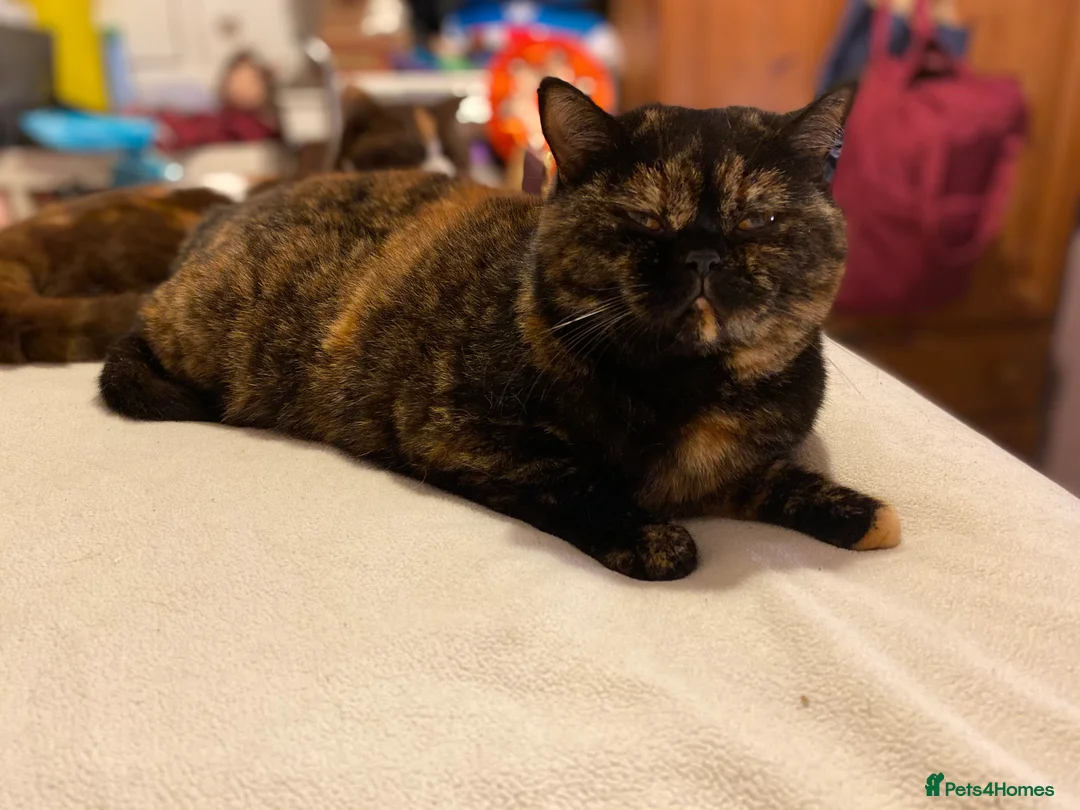 British Shorthair cats for sale: Stunning Active reg Chocolate Tortie British sh - Advert 5