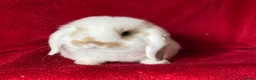 Mini Lop rabbits for sale: Beautiful Pure Mini Lop Rabbits  - Advert 2