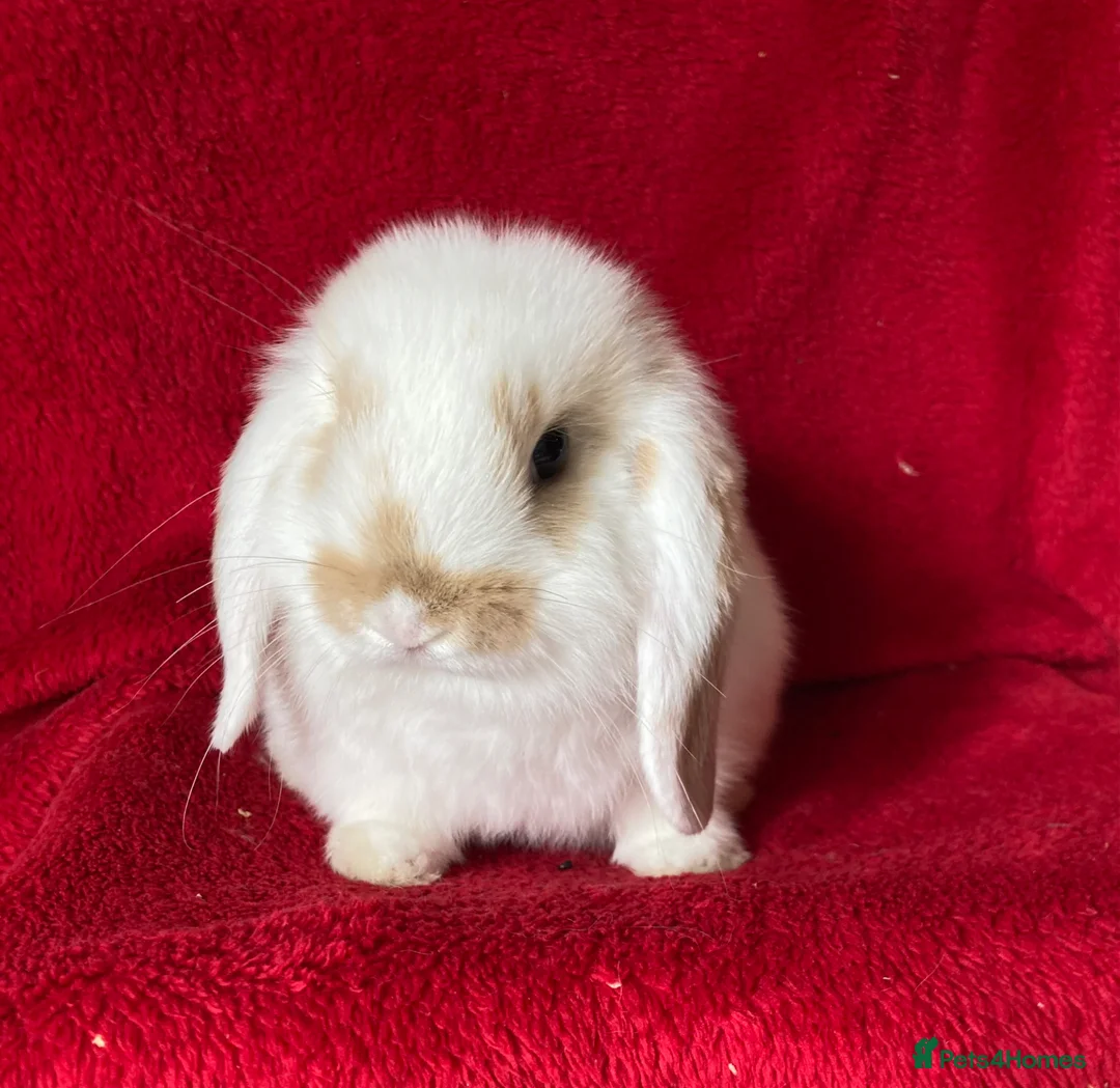Mini Lop rabbits for sale: Beautiful Pure Mini Lop Rabbits  - Advert 2
