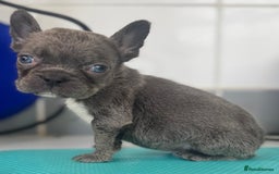 French Bulldog dogs for sale: French bulldogs - Image 31