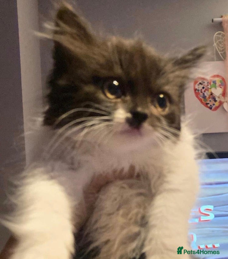 Mixed Breed cats Lovely cute kitten  in Wednesbury - Advert 3