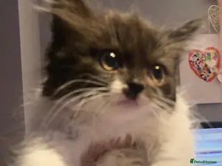 Mixed Breed cats Lovely cute kitten in Wednesbury - Advert 16