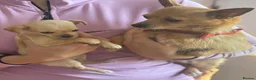 Pomchi dogs for sale: Chihuahua x Pomeranian  - Advert 1