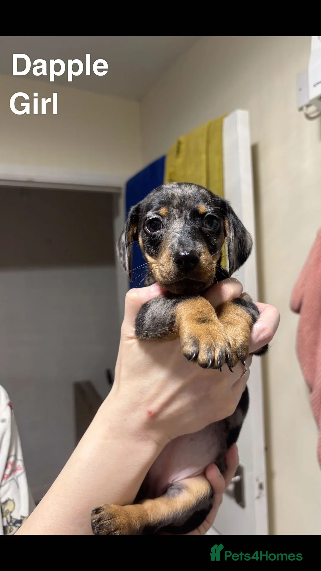 Dachshund dogs for sale: Adorable Dachshunds Dapple & Black & Tan - Advert 2