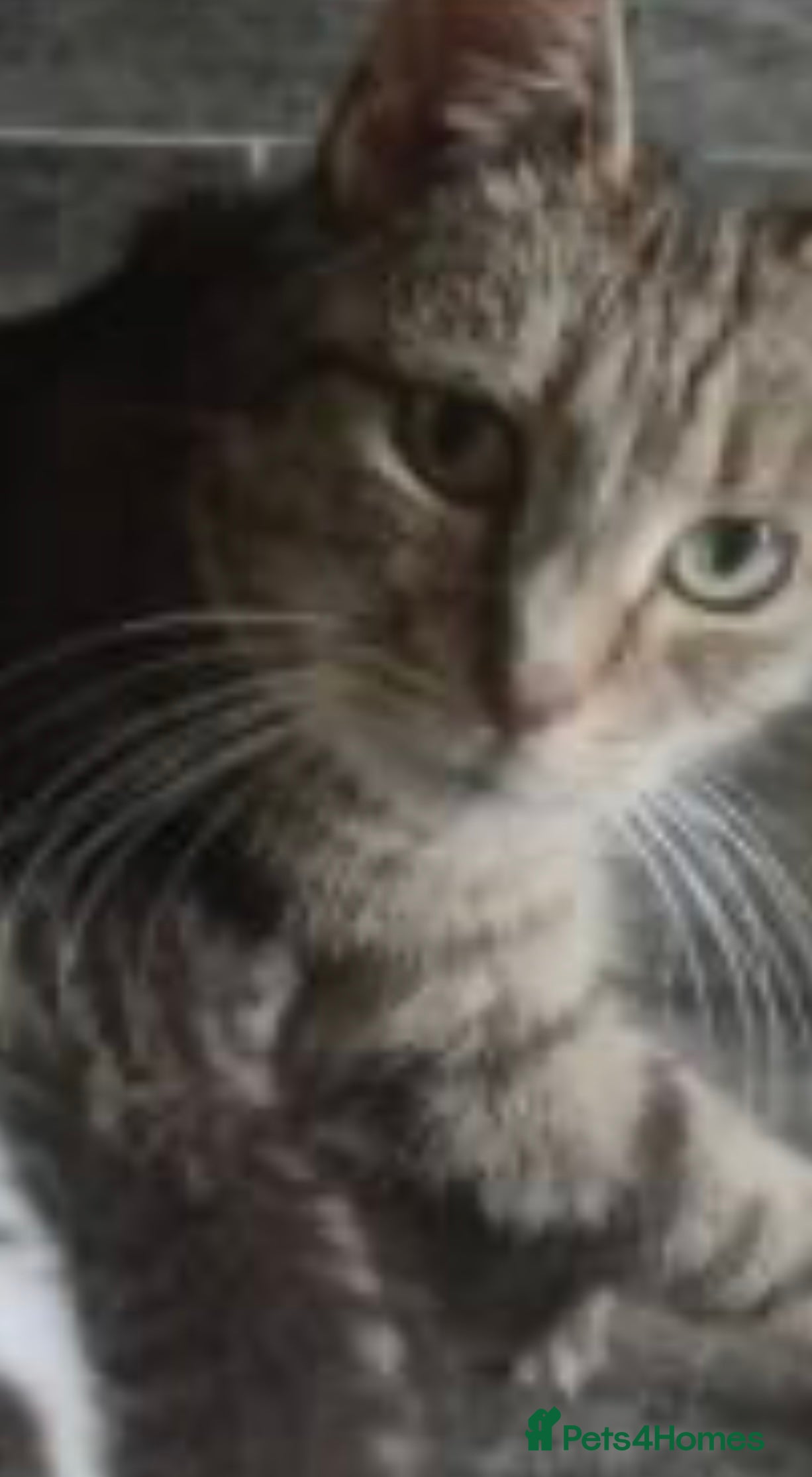 Mixed Breed cats BEAUTIFUL TABBY✨ AND DOMESTIC MIX KITTENS❤️ - Advert 1