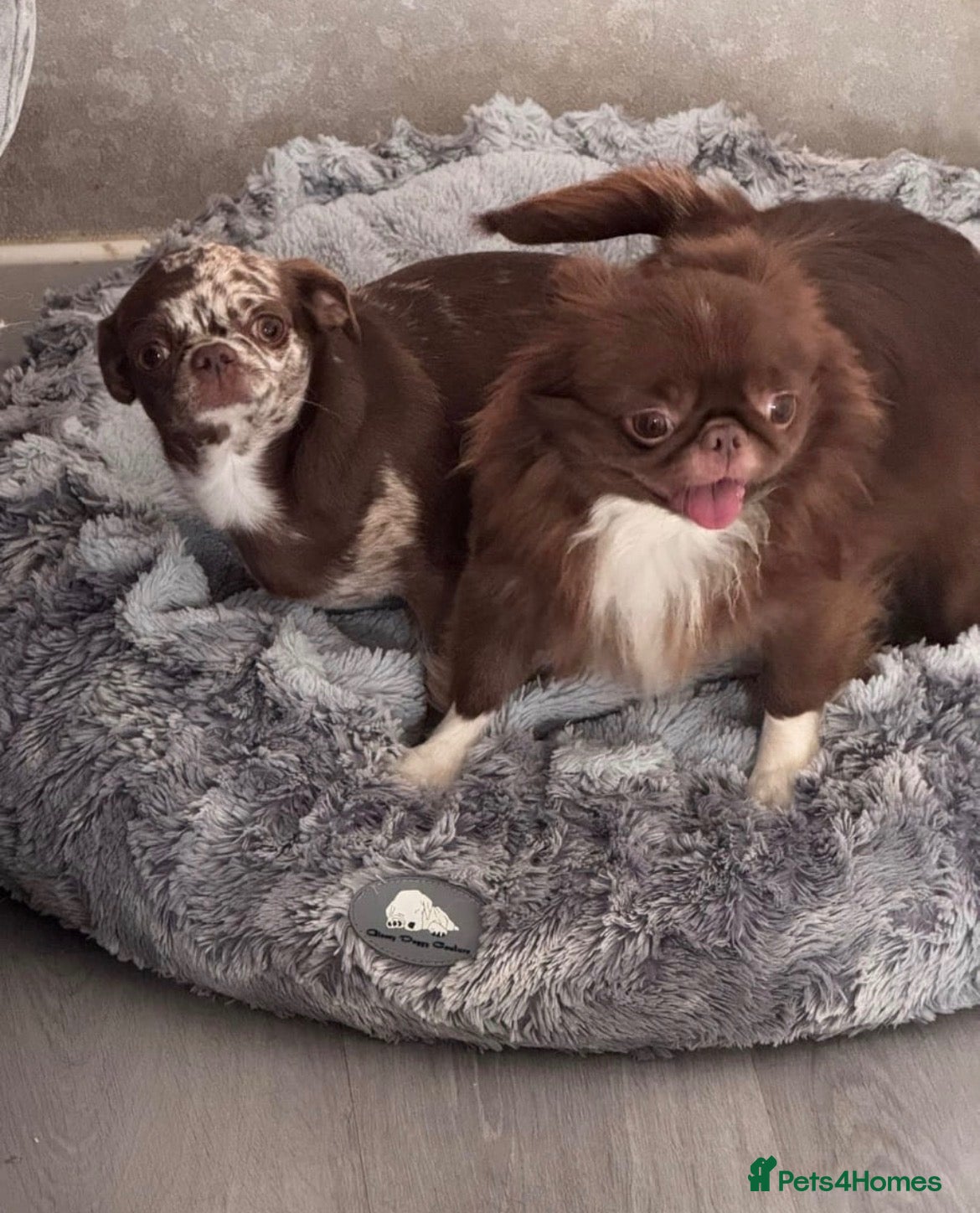 Chihuahua dogs Two merl boys - Advert 1