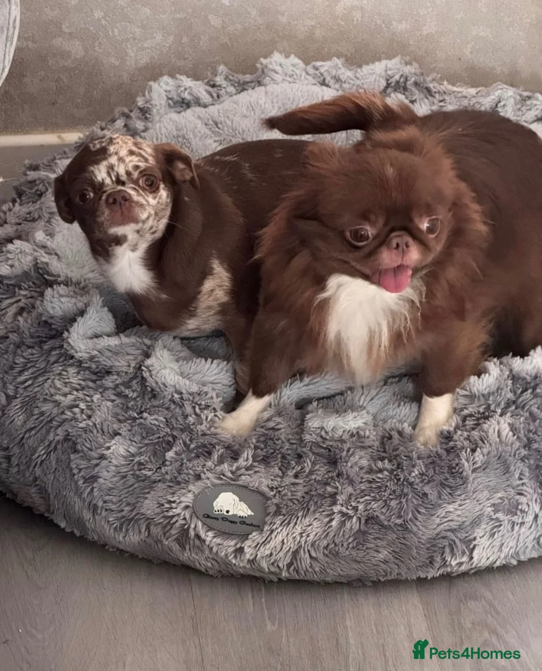 Chihuahua dogs for sale: Two merl boys - Advert 1