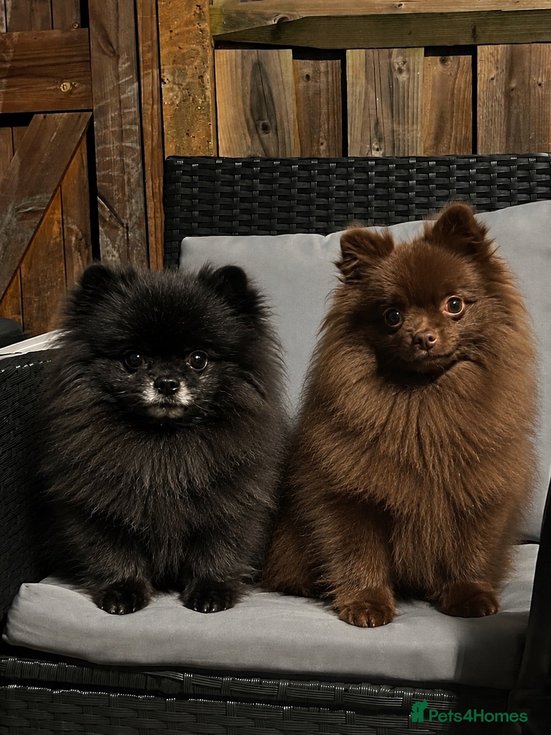 Pomeranian dogs ROYAL PET REGISTRY & KC REGISTERED POMPOM PUPPIES - Advert 1