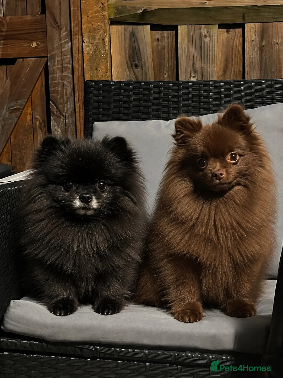 Pomeranian dogs for sale: ROYAL PET REGISTRY & KC REGISTERED POMPOM PUPPIES in Harlow - Advert 1