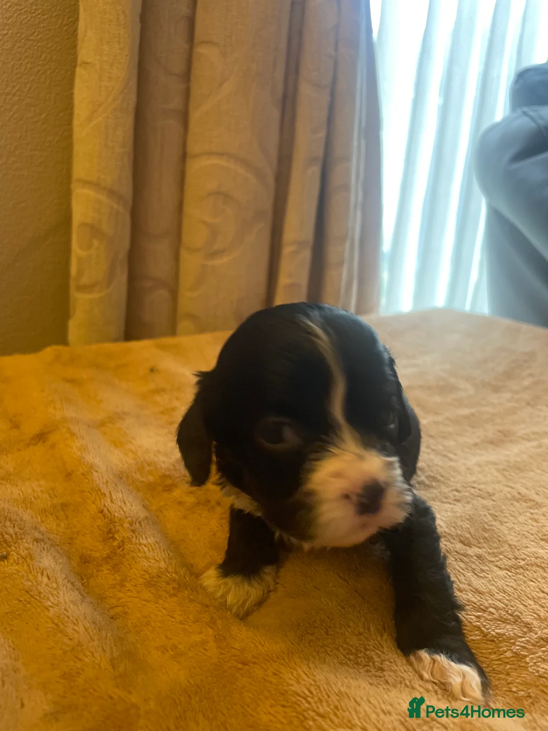 Cavapoo dogs for sale: Beautiful cavapoo puppies  - Advert 3