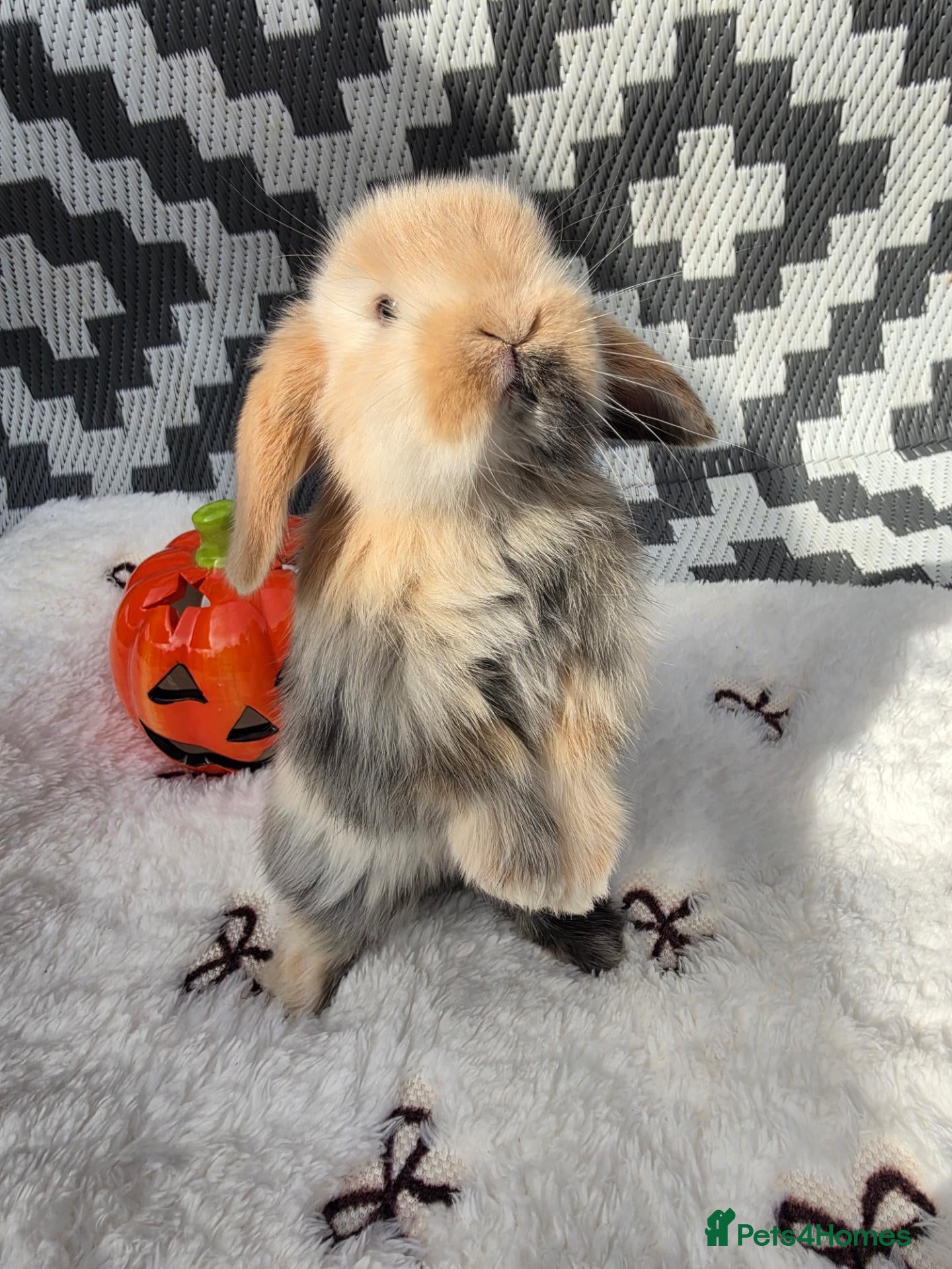 Mini Lop rabbits Purebred Mini lops - Advert 17