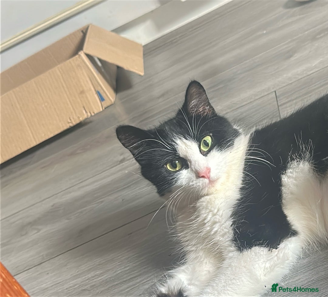 British Longhair cats for sale: Poppy (female) - Image 2