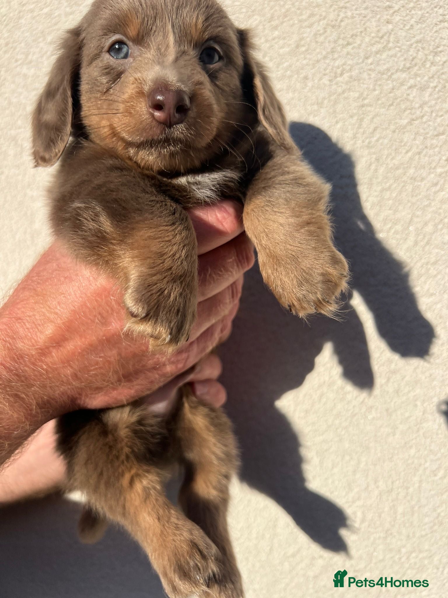 Miniature Dachshund dogs READY TO LEAVE unreal long hair KC reg STUNNING💙 - Advert 13