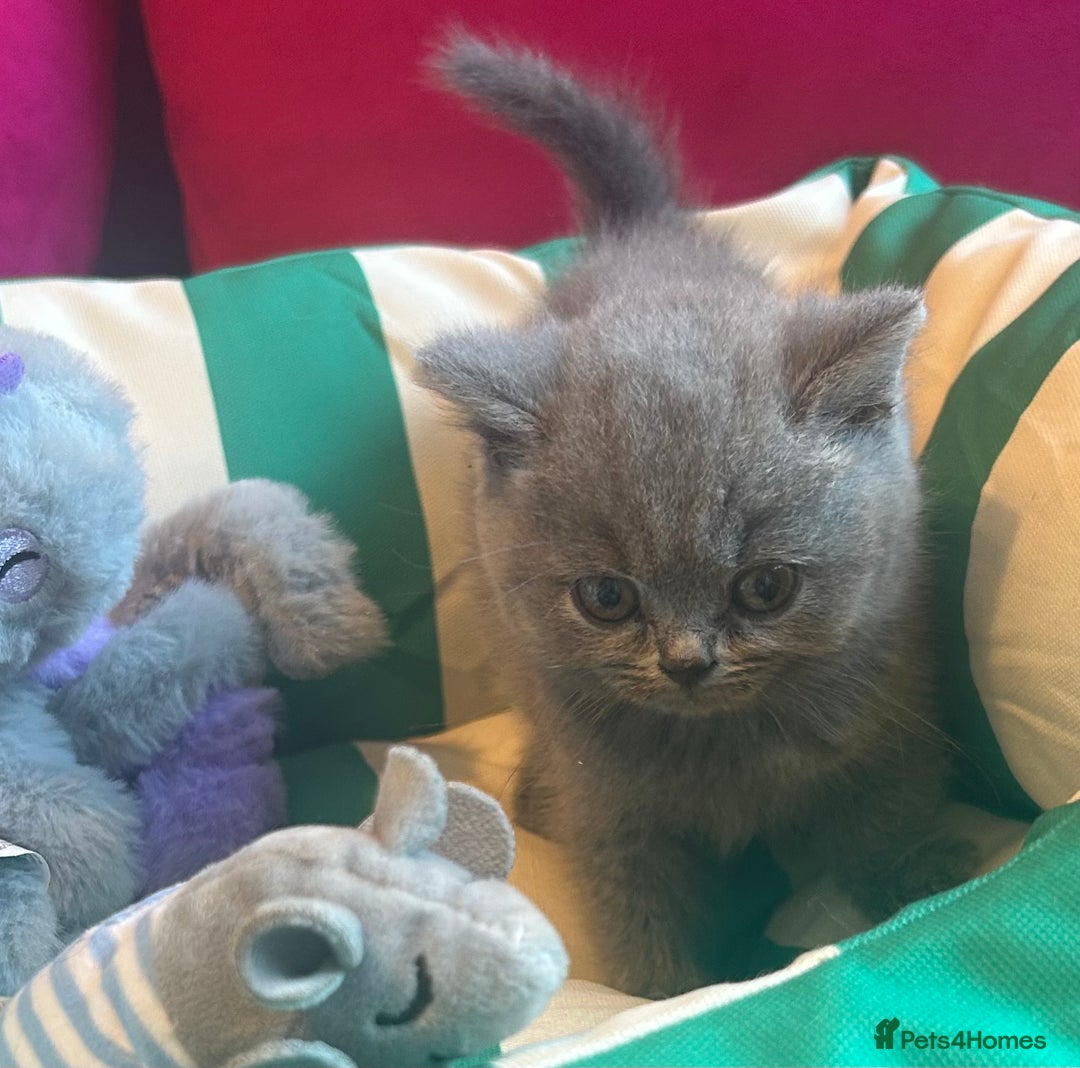 British Shorthair cats for sale: GCCF active mum and daughter blue BSH - Image 10