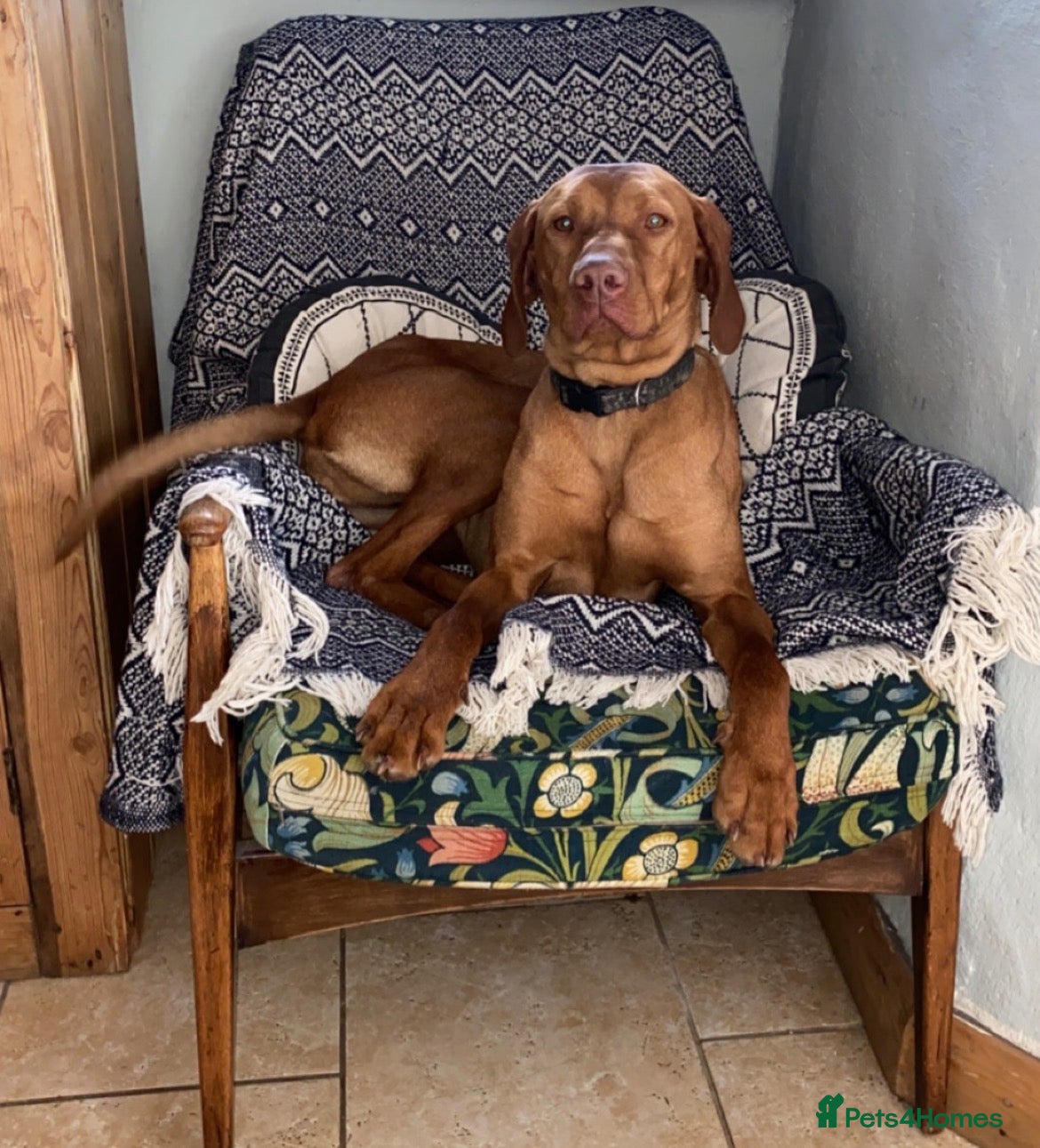 Hungarian Vizsla dogs for sale: 🐶Adorable KC Vizsla Puppies heart 💗🩵 - Advert 1