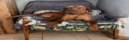 Hungarian Vizsla dogs for sale: 🐶Adorable KC Vizsla Puppies heart 💗🩵 in Machynlleth - Advert 1