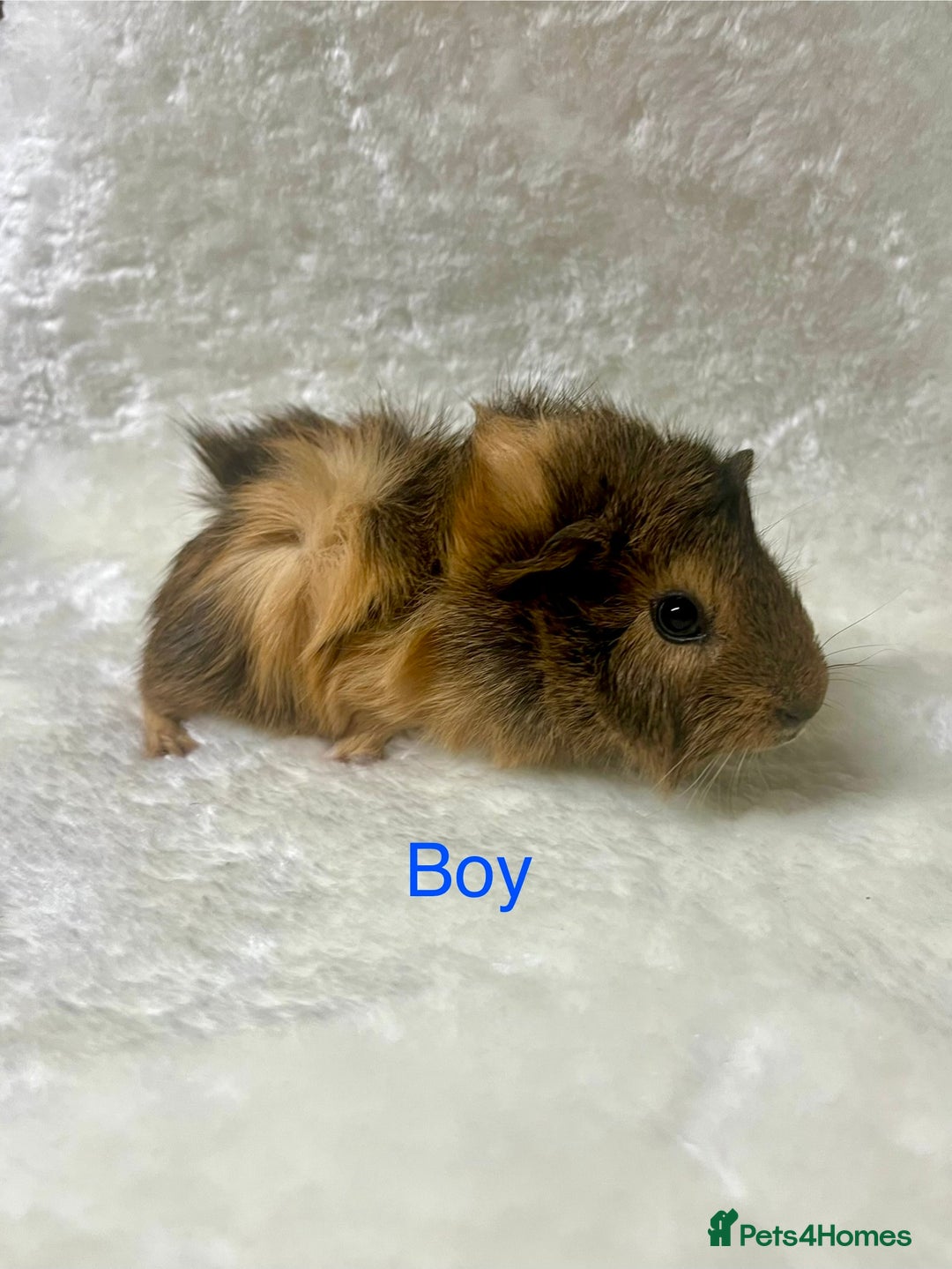 Guinea Pig rodents for sale: Beautiful well handled guinea pig babies - Advert 5