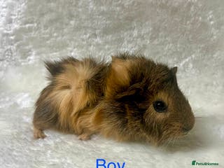 Guinea Pig rodents Beautiful well handled male guinea pig babies - Advert 17