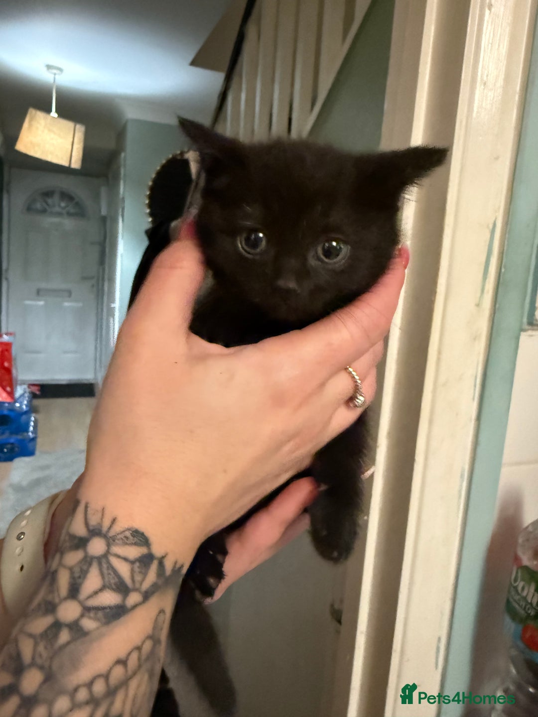 Brazilian Shorthair cats for sale: 4 black kittens - Advert 4