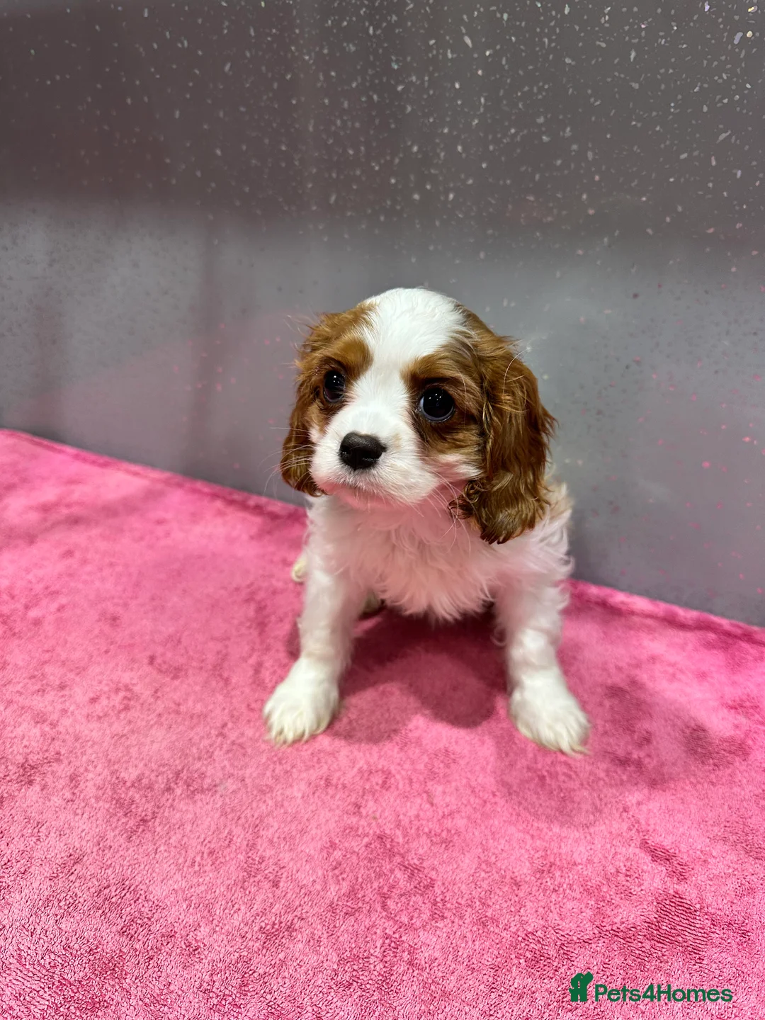 Cavalier King Charles Spaniel dogs for sale: Adorable Cavalier King Charles Spaniels - Advert 10