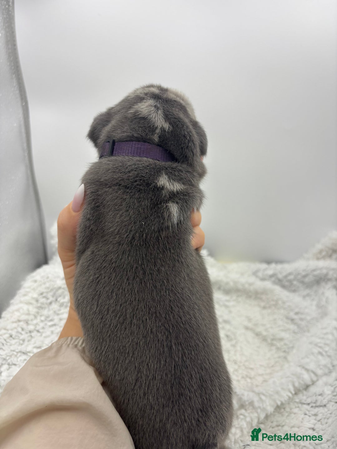 English Bulldog dogs for sale: 10 British Bulldog puppies 🐶  - Image 9
