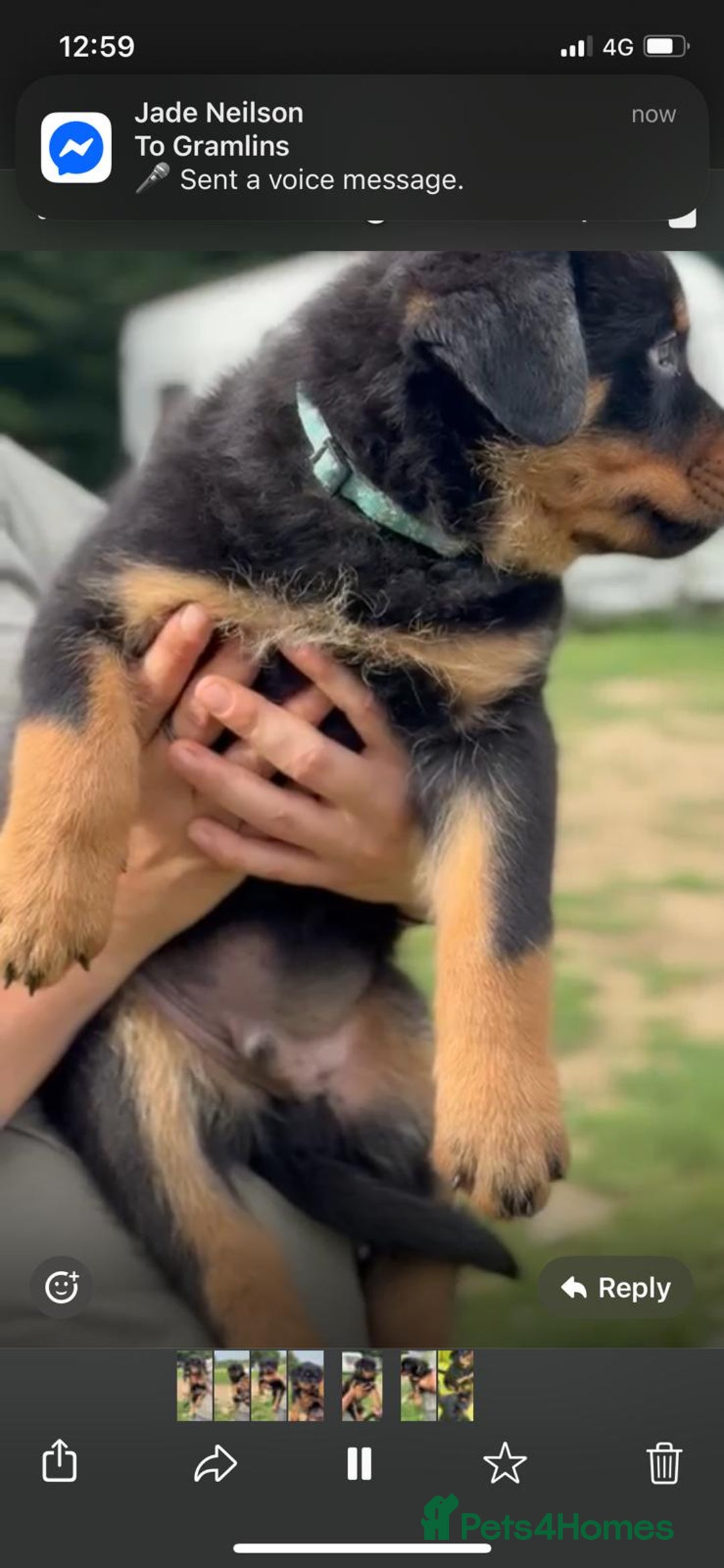 Mixed Breed dogs for sale: Rottweiler x German Shepherd pups ready to go  - Image 3