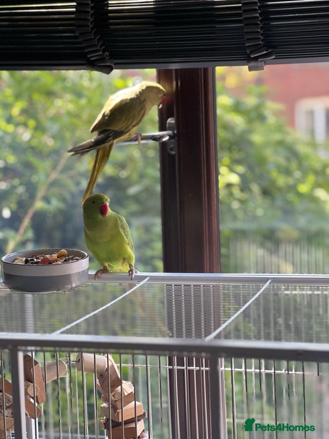 Cockatiels birds for sale: Male cocktail and two green ringneck for sale  - Image 2