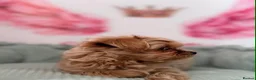 Maltipoo dogs for sale: Unique Love -Tiny Asian Maltipoo  - Advert 9