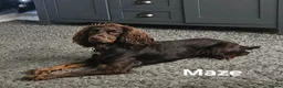 Cockapoo dogs for sale: F1 Miniature Cockapoo's  - Advert 6