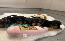 Miniature Dachshund dogs for sale: Miniature dachshund  - Advert 9