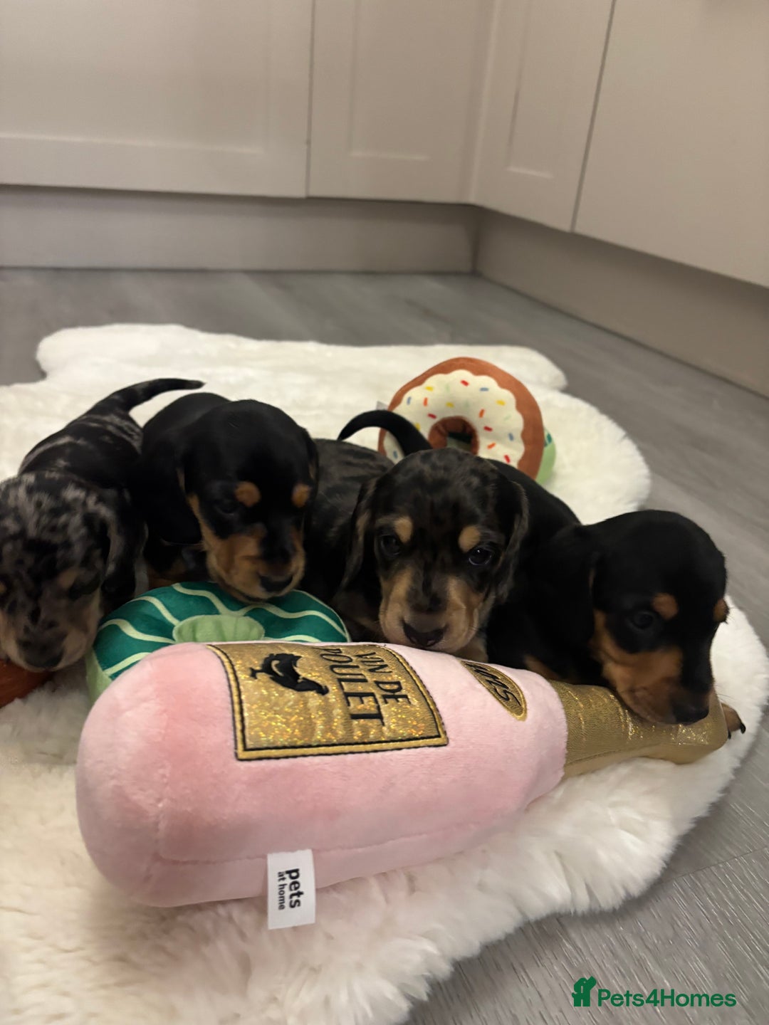 Miniature Dachshund dogs for sale: Miniature dachshund  - Advert 9